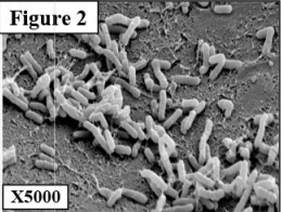 Le génie génétique: Principes et techniques